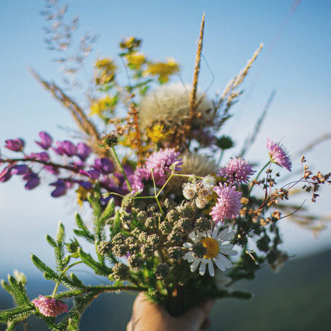 Bouquet de fleurs des champs